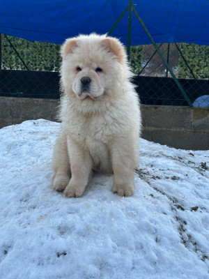 Étalon Chow Chow - Amour Du Domaine Des Grosses Papattes