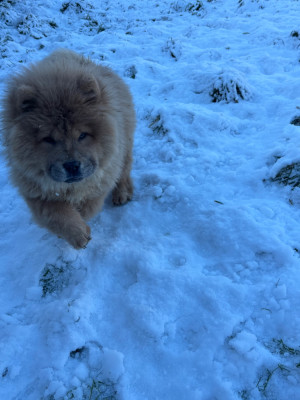 Étalon Chow Chow - A'Mya Du Domaine Des Grosses Papattes