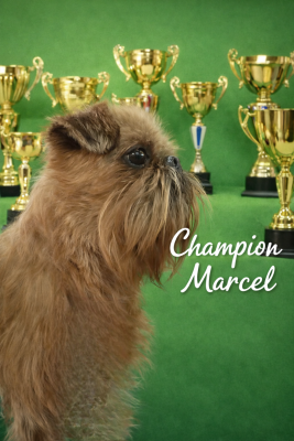 Étalon Griffon bruxellois - CH. los chatos del norte Don't stop me now dit MARCEL