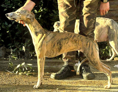 Étalon Whippet - Ava gardner De Lev'horse