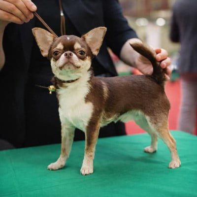 Étalon Chihuahua - blackrottmar Lucifer