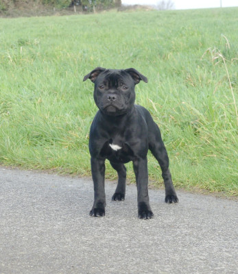 Étalon Staffordshire Bull Terrier - A lovely mister t Ofthe Puil