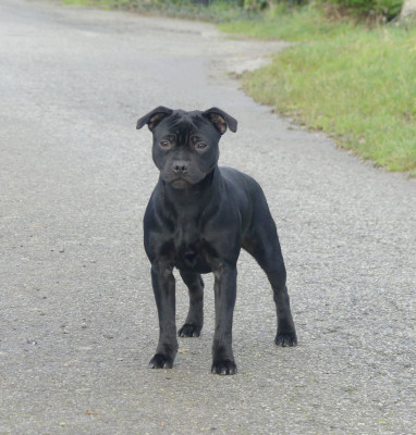 Étalon Staffordshire Bull Terrier - Apple love Ofthe Puil