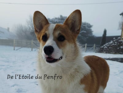 Étalon Welsh Corgi Pembroke - Ace coco gauff du Domaine D'Arinella Bianca