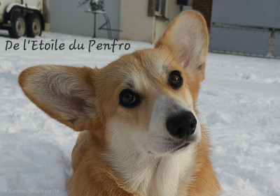 Étalon Welsh Corgi Pembroke - Asteria inthe sky Des Gazons D'Ile De France