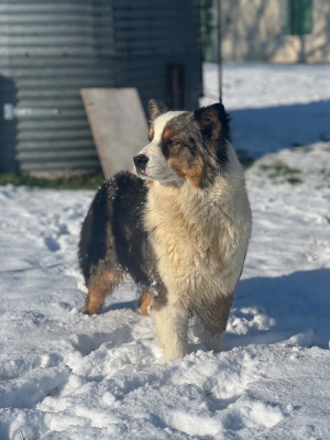 Étalon Berger Australien - Vampire Diaries Elena of go Fast Storm