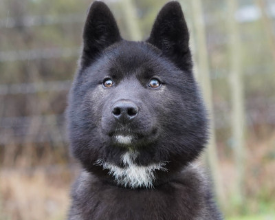 Étalon Siberian Husky - Alcateia Das Neves Amulette