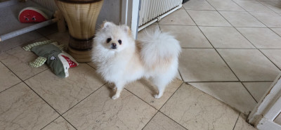 Étalon Spitz allemand - Alizee de brachy-blanche