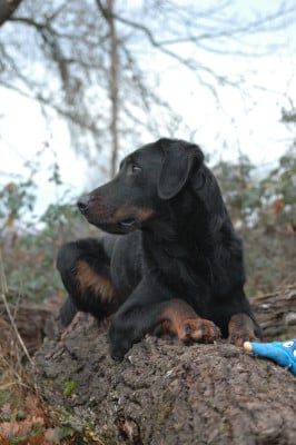 Étalon Berger de Beauce - Umaya del Castèl al Lugana