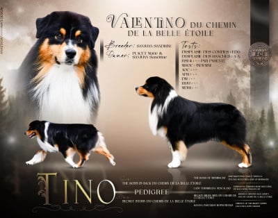 Étalon Berger Australien - Valentino du chemin de la belle etoile