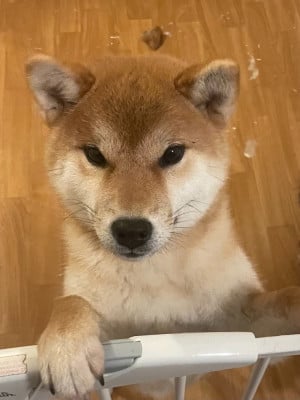 Étalon Shiba - Atarashi yoake Go Sakura Kensha