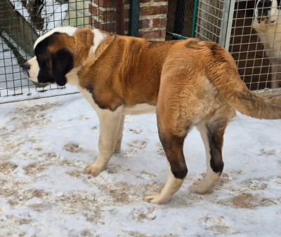 Étalon Chien du Saint-Bernard - A'HELIOS de la vallée de l'hogmiau
