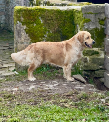 Étalon Golden Retriever - A glimpse of db dreams De La Petite Sulka