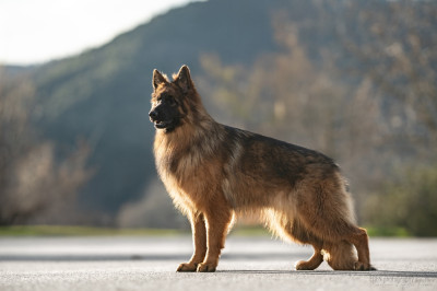 Étalon Berger Allemand Poil Long - Amazing winner des Légendaires Nahauri