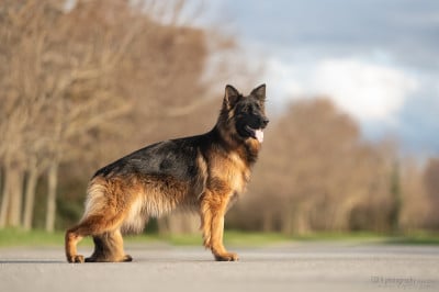 Étalon Berger Allemand Poil Long - Vizzavona Vona