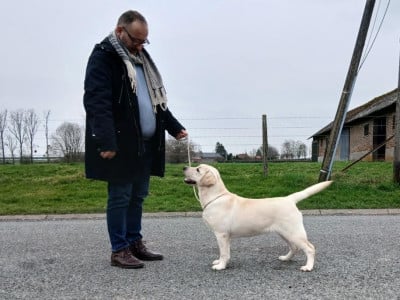 Étalon Labrador Retriever - Gold powder Angelia viva diva