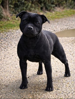 Étalon Staffordshire Bull Terrier - Annunaki of the storm Du Domaine Des Juraires
