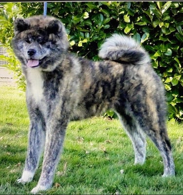 image de T ´ Hazuko -go