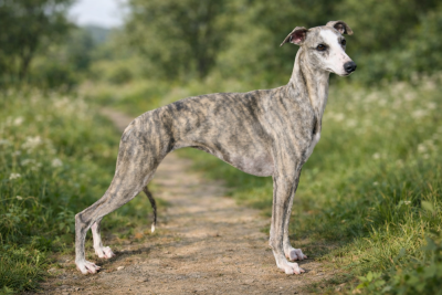 Étalon Whippet - Vague damour Du Domaine Rose Chardon