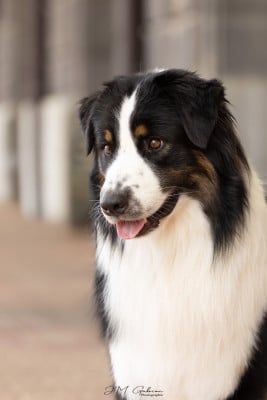 CH. Urban black boubba Of Eternal Dreams