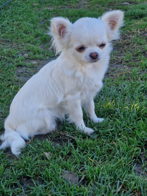 Étalon Chihuahua - Ange Des Légendes De Sardelis