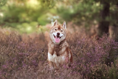 Étalon Siberian Husky - Vade retro satanas Of Moonlight's Rhapsody