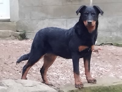 Étalon Berger de Beauce - Alpine de la case des loups