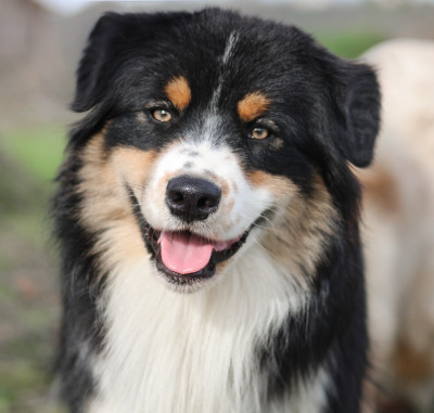 Étalon Berger Australien - Arctic ocean du chemin des korrigans