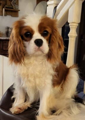 Étalon Cavalier King Charles Spaniel - Vox populi du domaine de machrisor