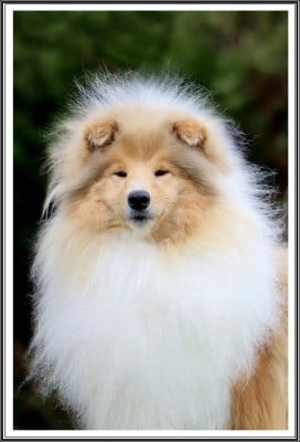 Étalon Colley à poil long - Very special du bois des amazones