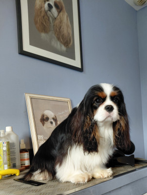 Étalon Cavalier King Charles Spaniel - Amazing grace Style Organdi