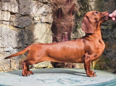 Étalon Teckel - Edvokia klara difino