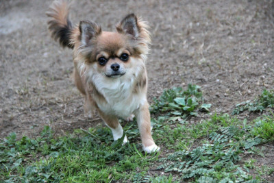 Étalon Chihuahua - Adela De La Plaine D'illiberis