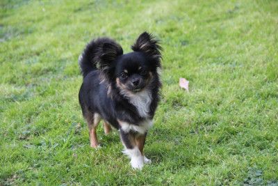 Étalon Chihuahua - Adario De La Plaine D'illiberis