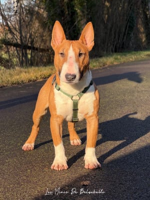 Étalon Bull Terrier Miniature - Torrid Blaze venturesome