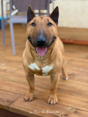 Étalon Bull Terrier Miniature - Toronto (Sans Affixe)