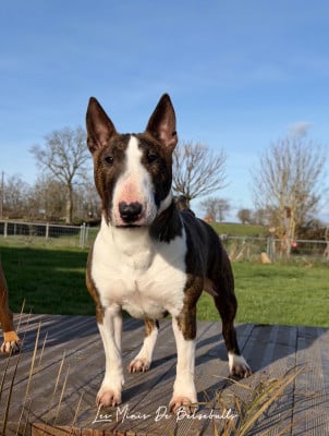 Étalon Bull Terrier Miniature - Vicky Des Minis De Belzebulls