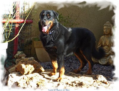 Étalon Berger de Beauce - Soupson Du Royaume De Géane