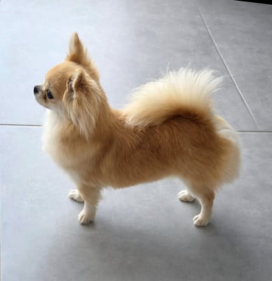 Étalon Chihuahua - CH. Vienna secret of angels