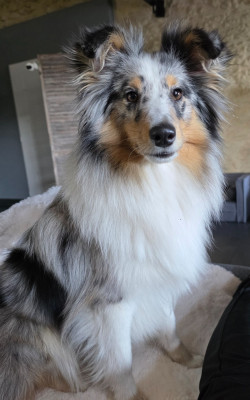 Étalon Shetland Sheepdog - Athéna blue Domaine Du Trimaleï