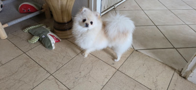 Étalon Spitz allemand - Alizee de brachy-blanche