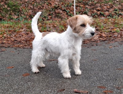 Étalon Jack Russell Terrier - Viktor De la butte aux solitaires}
