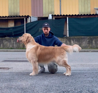 Étalon Golden Retriever - olvinglay Hogwarts mystery