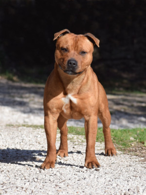 Étalon Staffordshire Bull Terrier - Demon Black Uprising for heaven on earth