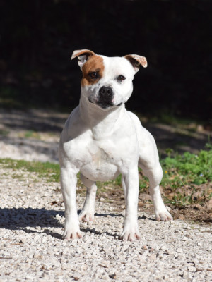 Étalon Staffordshire Bull Terrier - Demon Black Vvill always shine