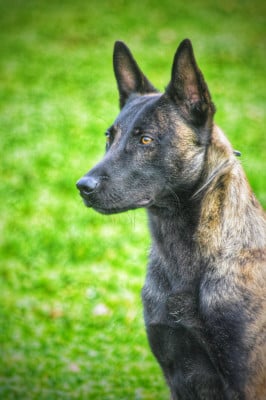Étalon Berger hollandais - Vandale Du Clan Des Etoiles Noires