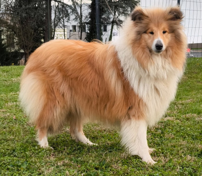 Étalon Colley à poil long - Apple De Charletienne