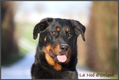 Étalon Berger de Beauce - Vic de la Noé d'Orient