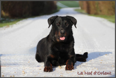 Étalon Berger de Beauce - Vvinnie l'ourson de la Noé d'Orient
