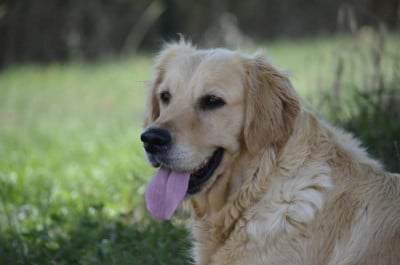 Étalon Golden Retriever - Tina du Moulin de la Terrasse